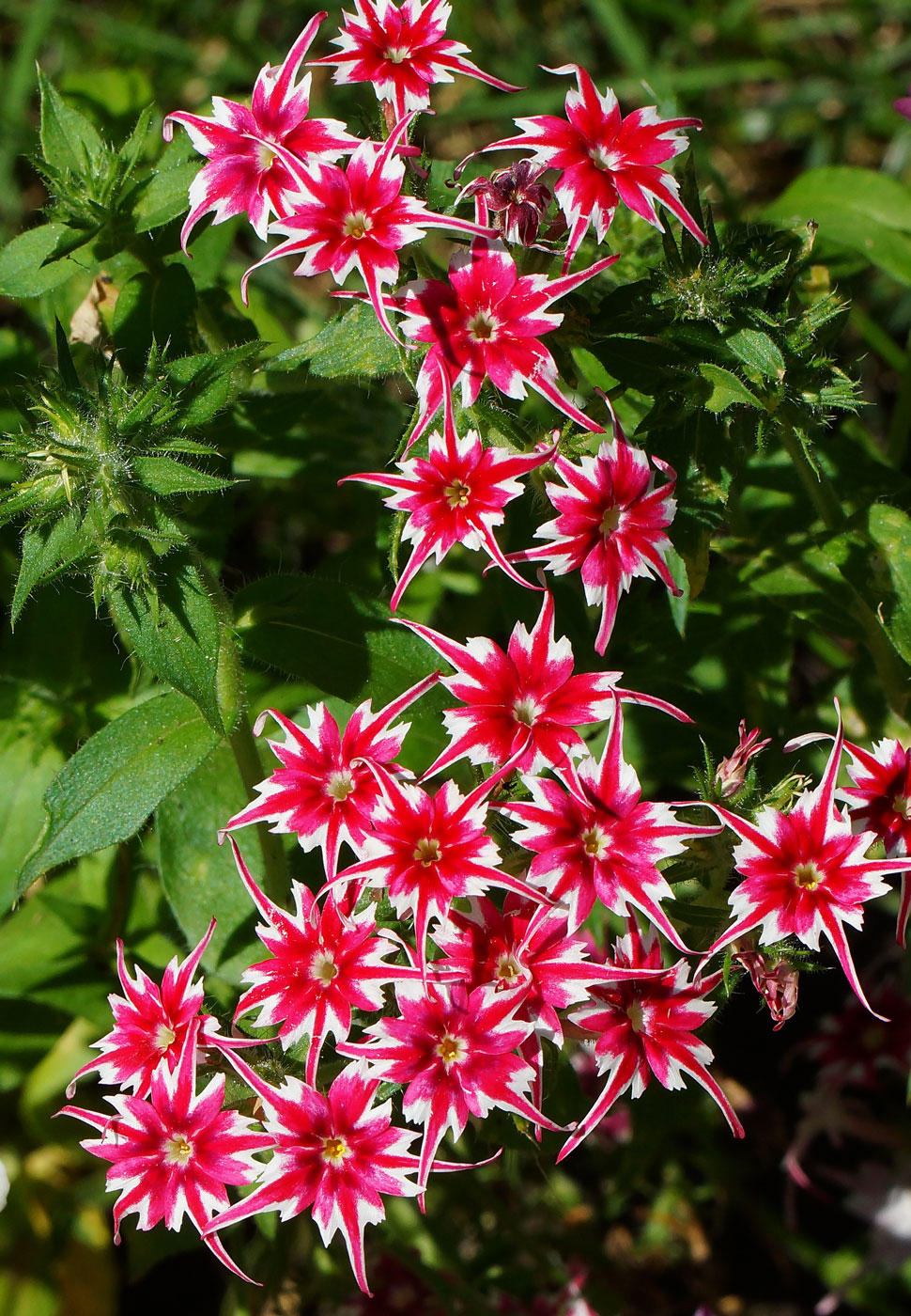 Изображение особи Phlox drummondii.