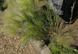 Hordeum jubatum