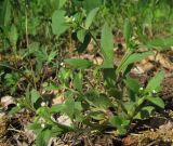 Myosotis sparsiflora