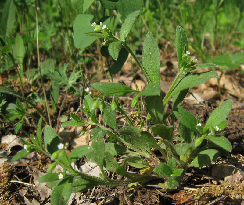 Изображение особи Myosotis sparsiflora.