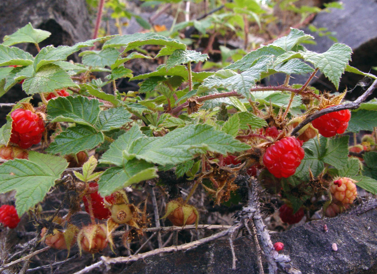 Изображение особи Rubus matsumuranus.