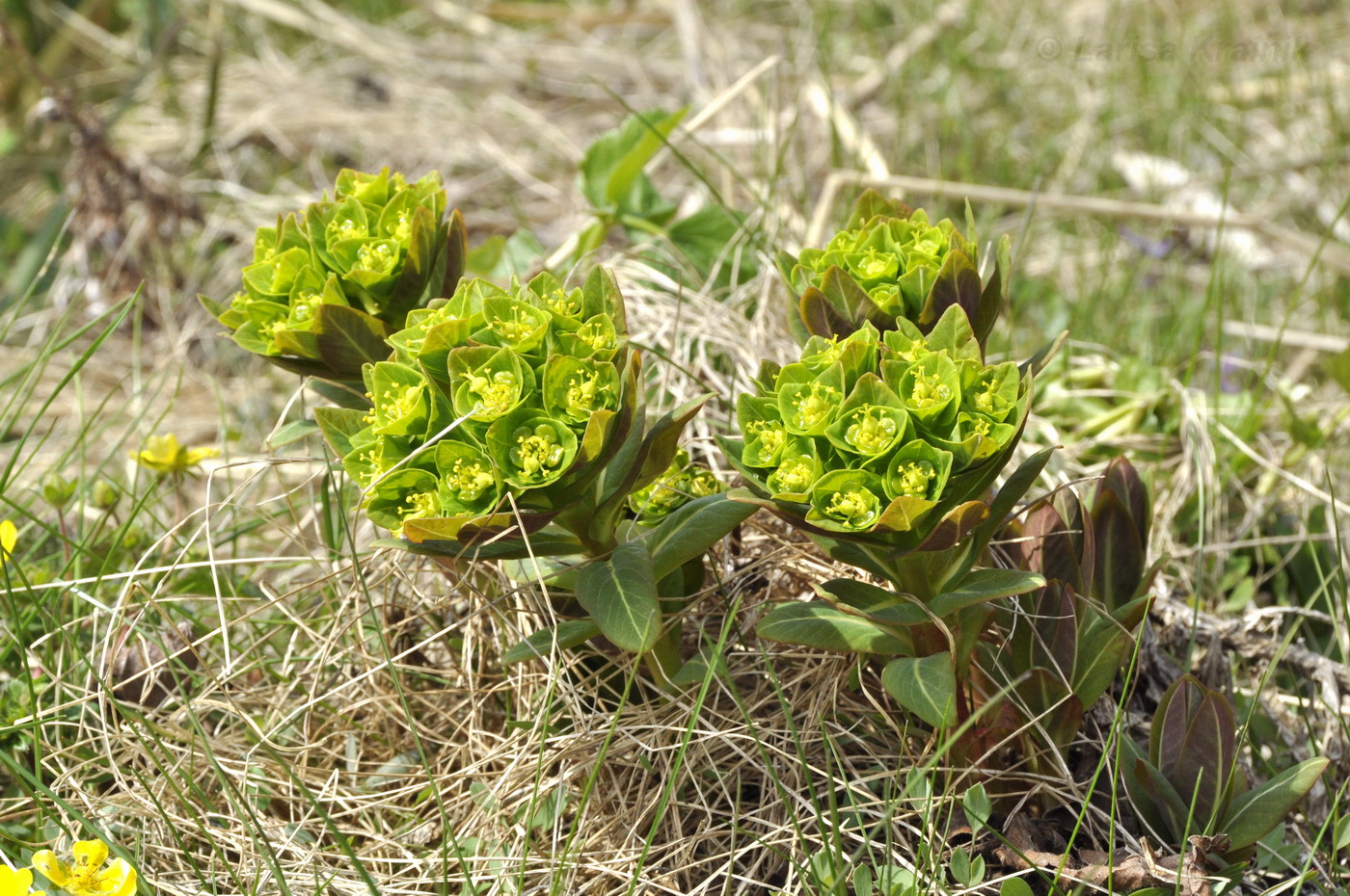 Изображение особи Euphorbia komaroviana.