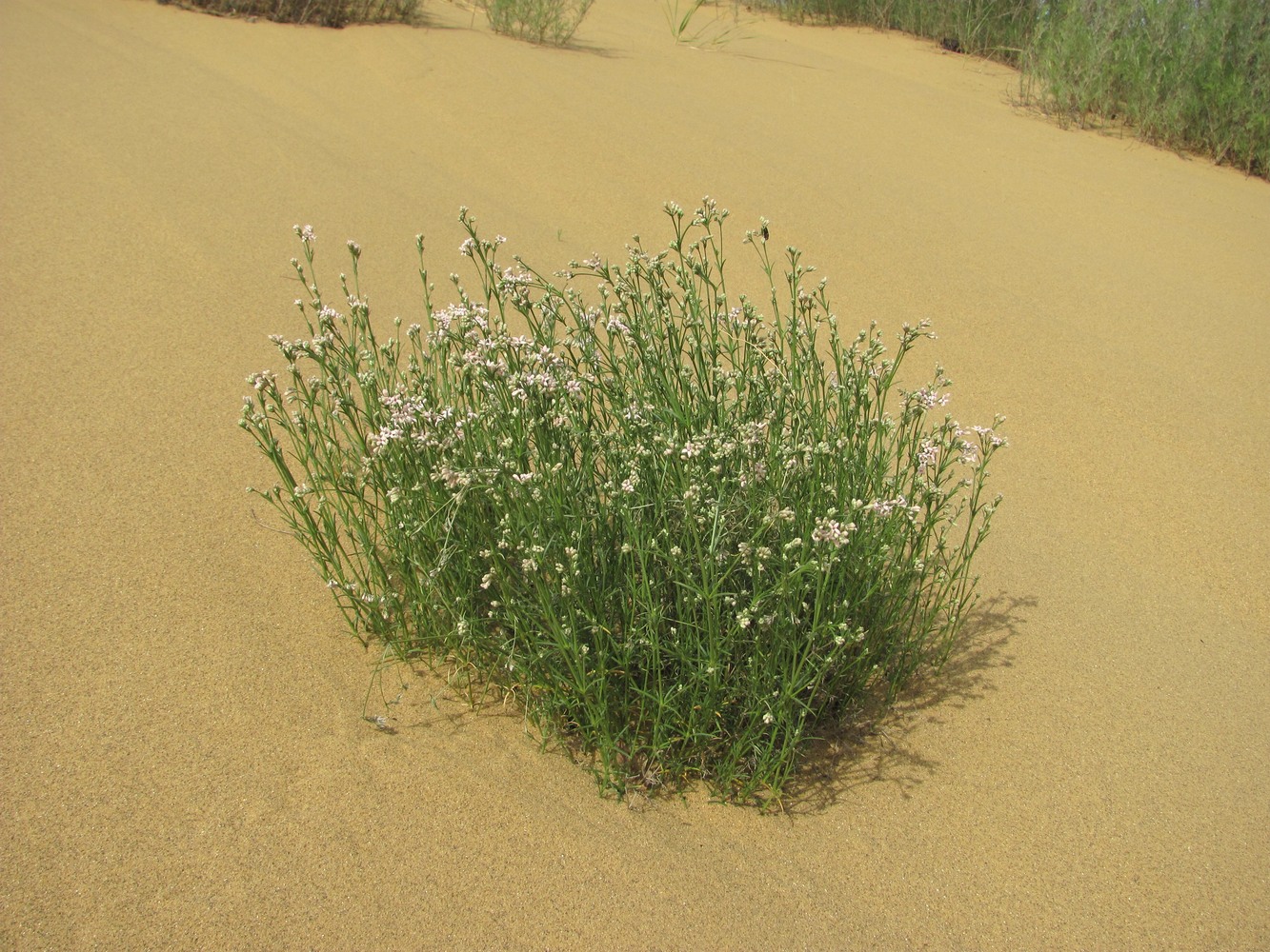 Изображение особи Asperula diminuta.