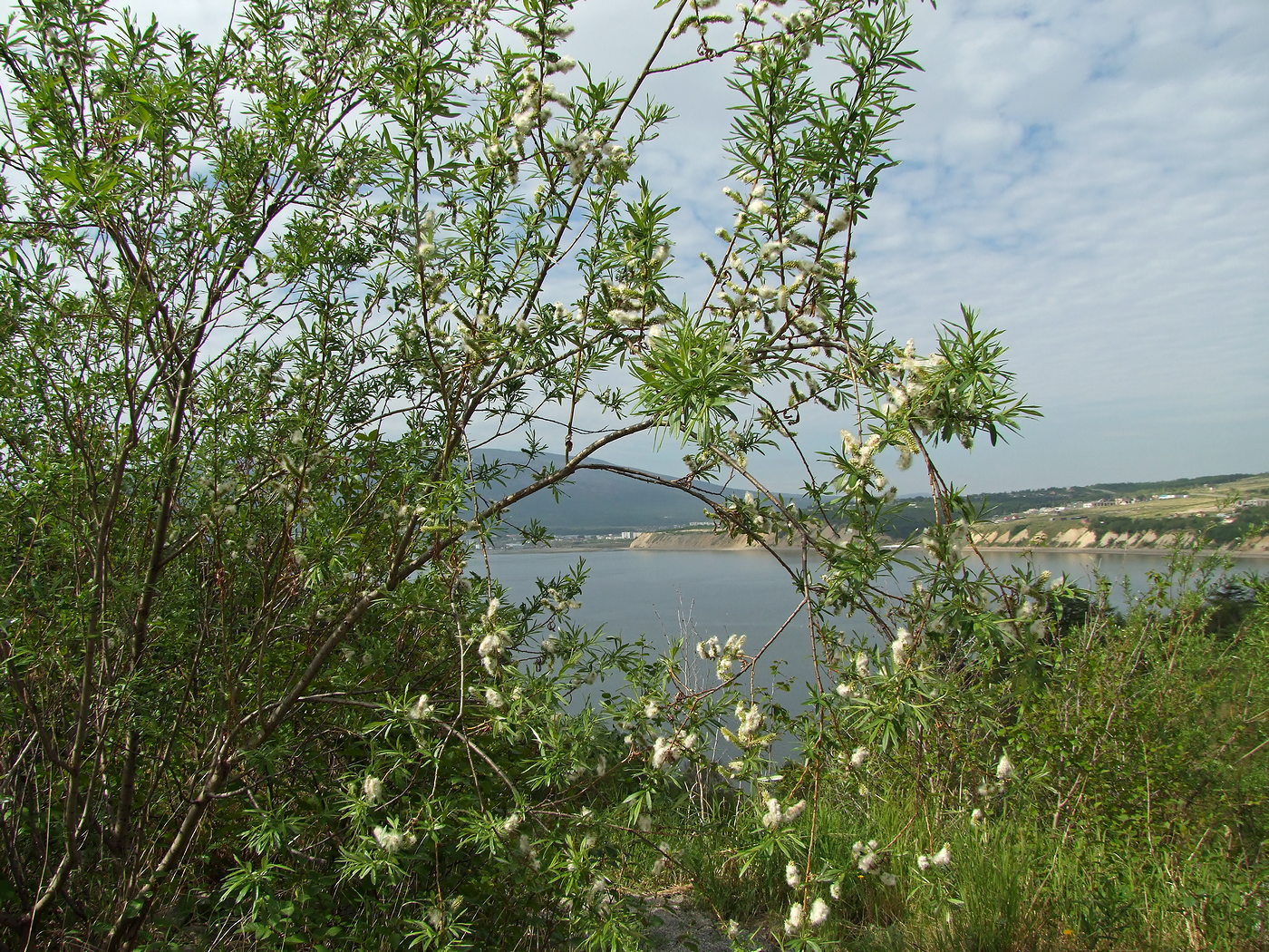 Image of Salix schwerinii specimen.