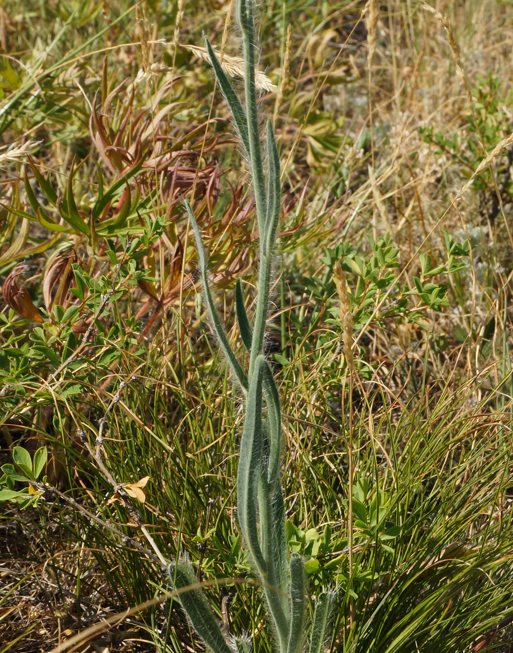 Изображение особи Pilosella procera.