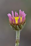 Richteria pyrethroides