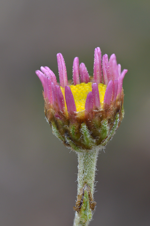 Image of Richteria pyrethroides specimen.