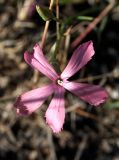 Dianthus uzbekistanicus. Цветок. Узбекистан, Зарафшанский хр., Самаркандские горы. 28.05.2010.