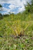 Carex pseudocyperus