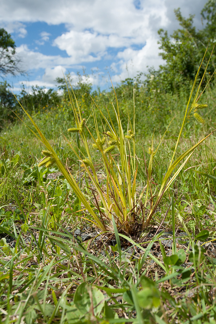 Изображение особи Carex pseudocyperus.