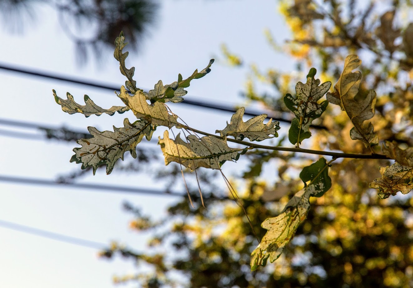 Image of Quercus cerris specimen.