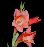 genus Gladiolus