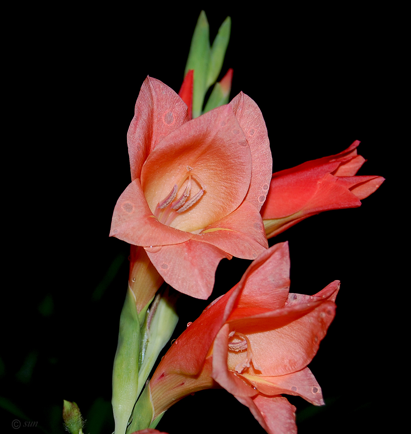 Image of genus Gladiolus specimen.