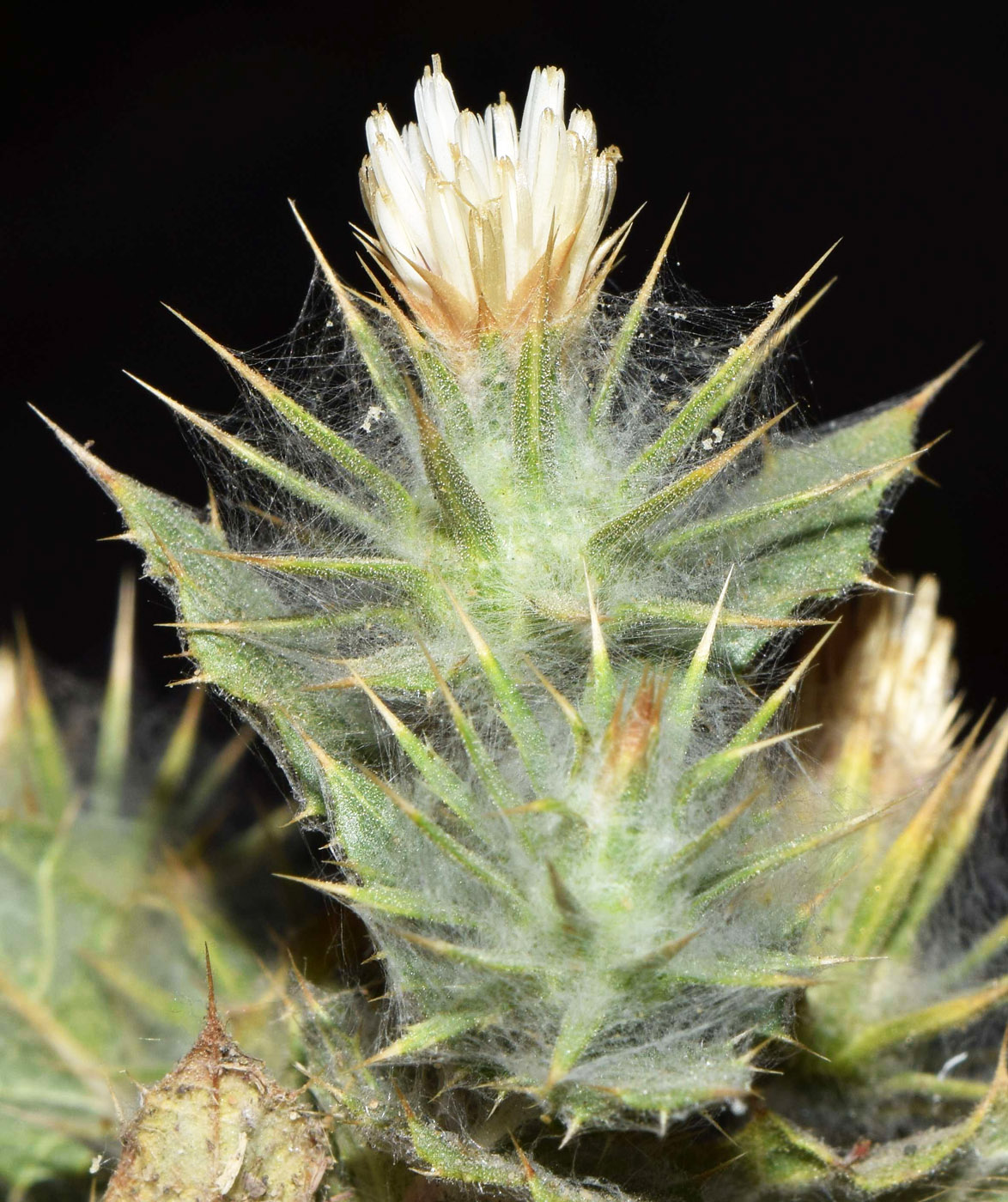 Image of Cousinia bungeana specimen.