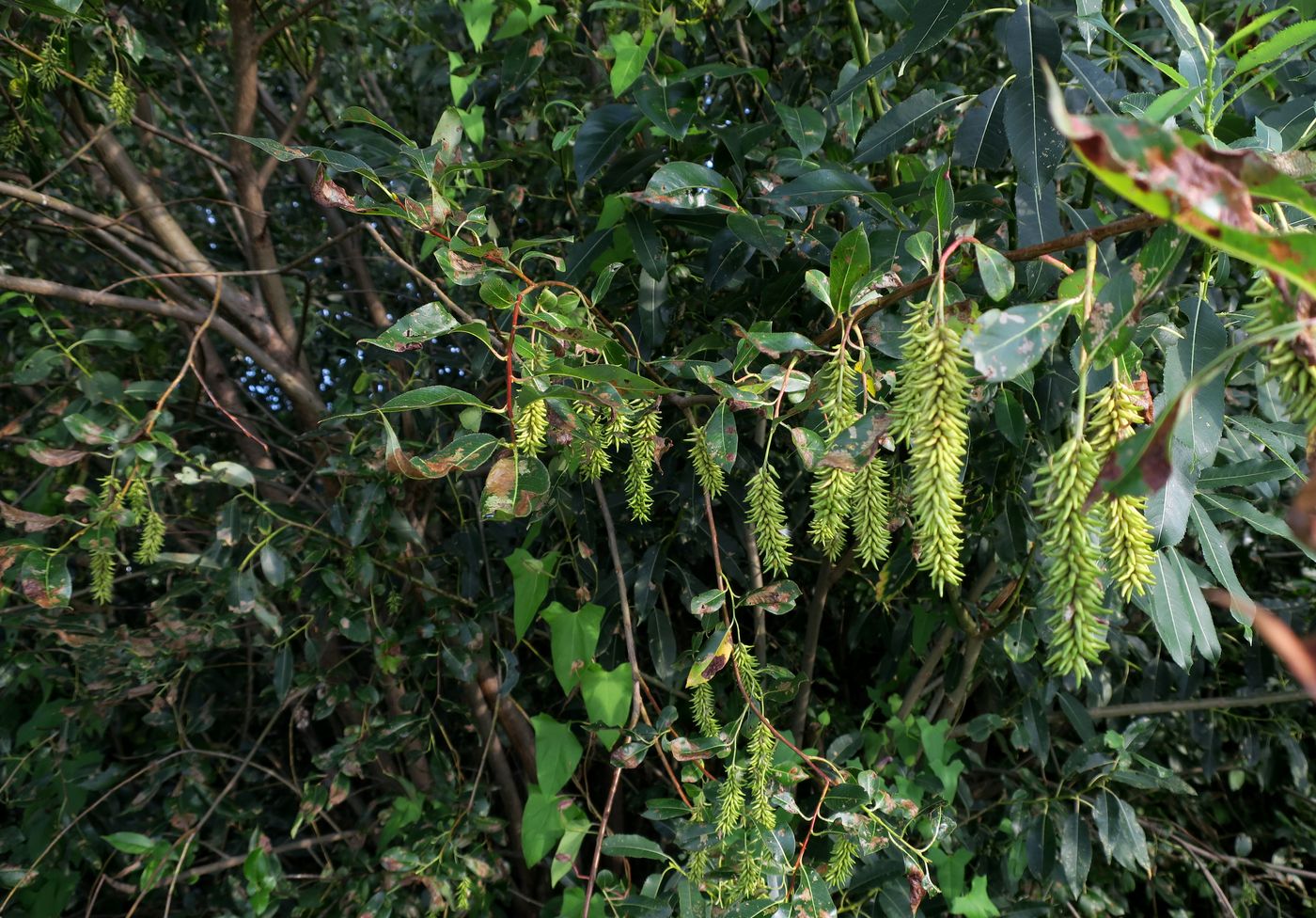 Image of Salix pentandra specimen.