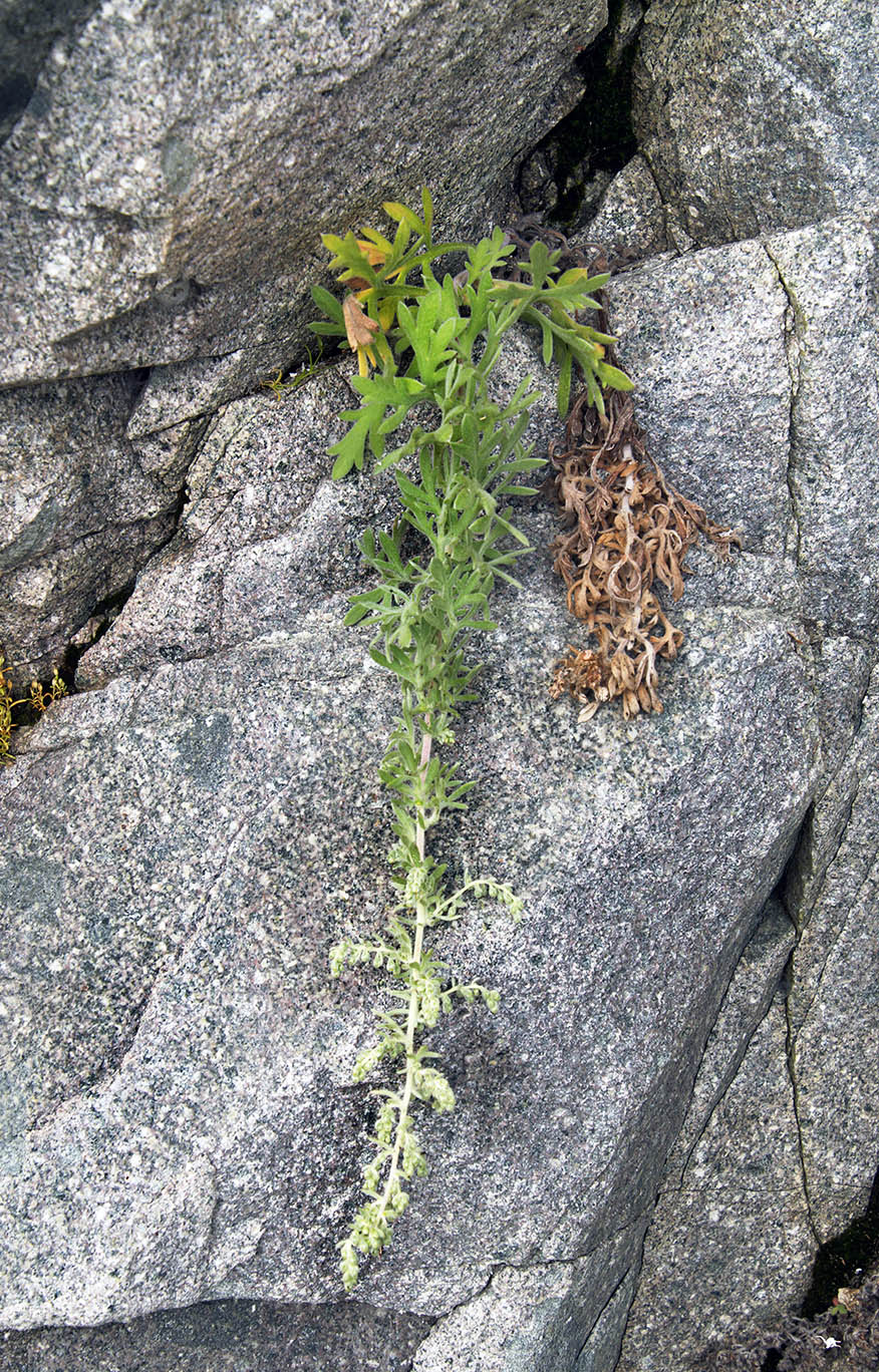 Изображение особи Artemisia pannosa.