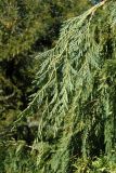 Chamaecyparis nootkatensis