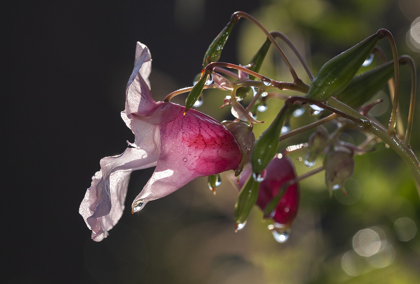 Image of Impatiens glandulifera specimen.