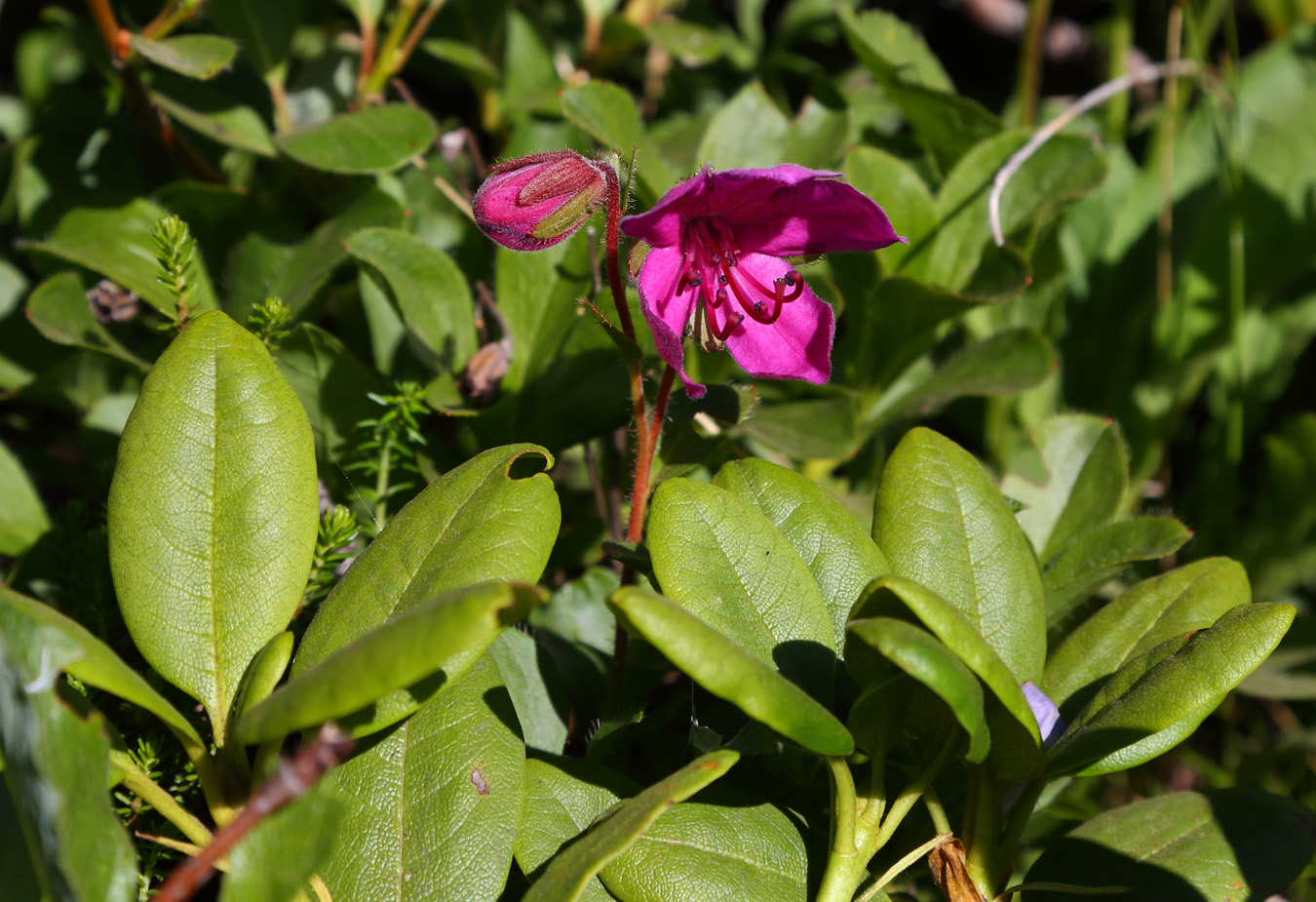 Image of Rhododendron camtschaticum specimen.