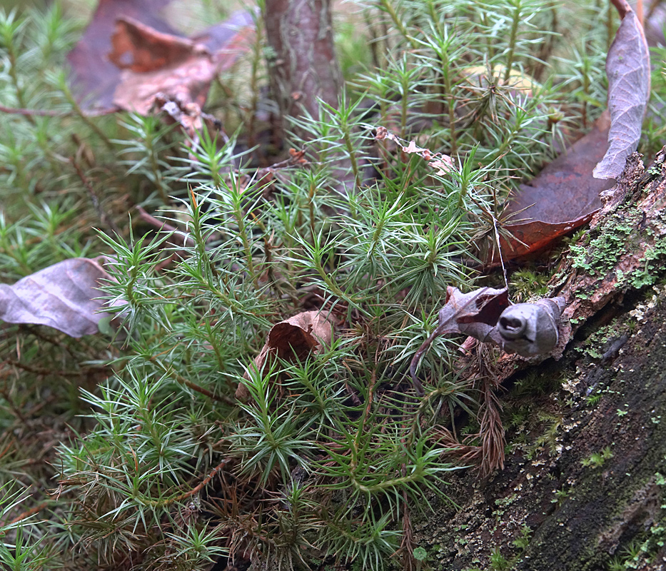 Изображение особи Polytrichum juniperinum.