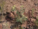 Oxytropis pilosa. Цветущее растение. Иркутская обл., Осинский р-н, окр. дер. Рассвет, Братское вдхр., осыпающийся склон холма. 04.07.2018.
