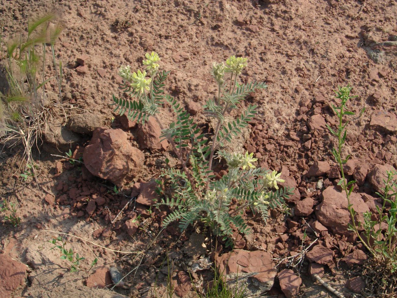 Изображение особи Oxytropis pilosa.