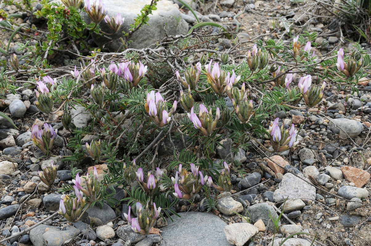 Изображение особи Astragalus fedtschenkoanus.