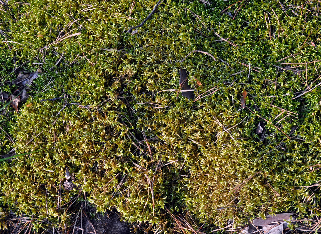 Image of Pleurozium schreberi specimen.