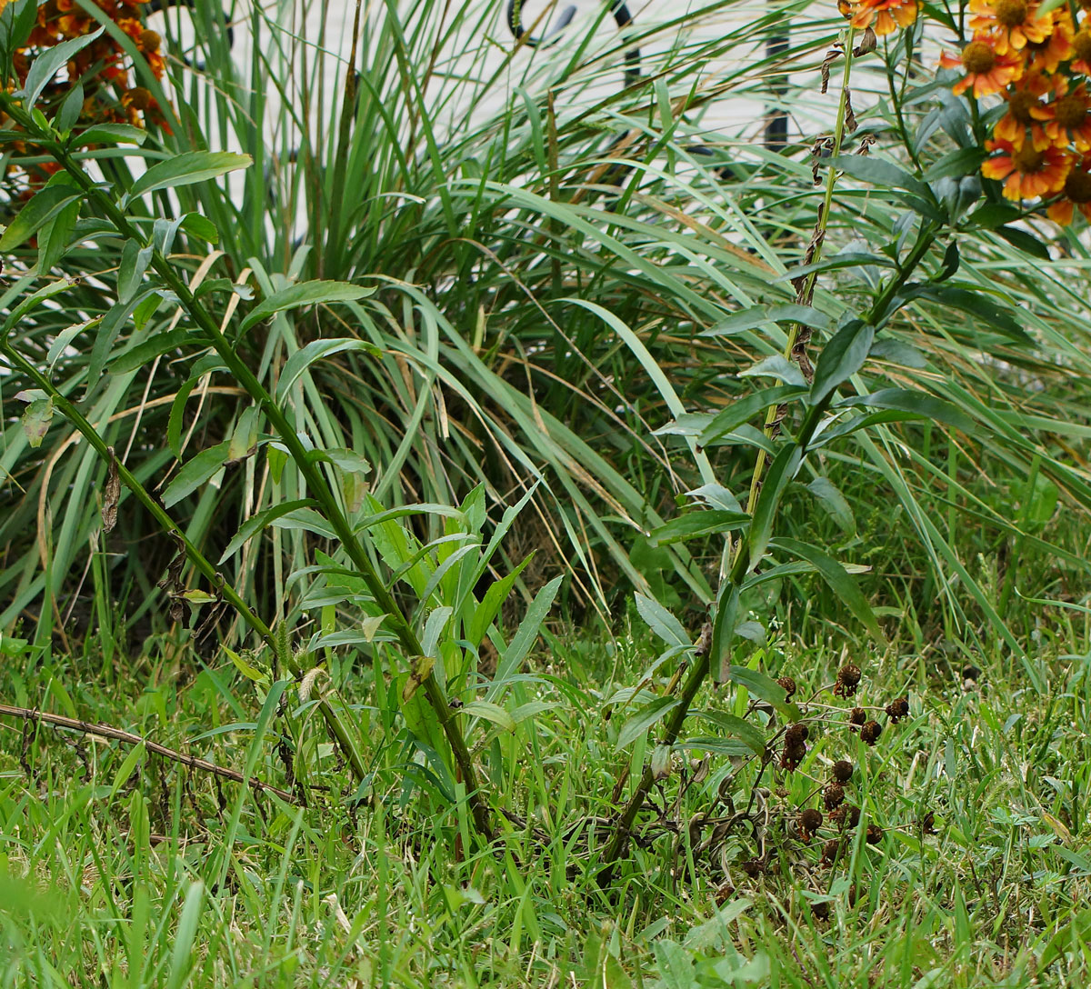 Image of Helenium autumnale specimen.