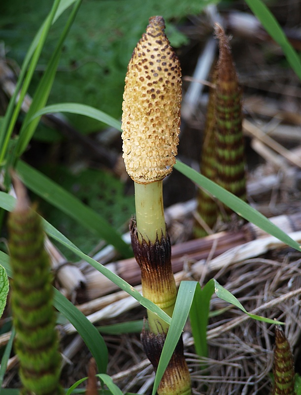 Изображение особи Equisetum telmateia.