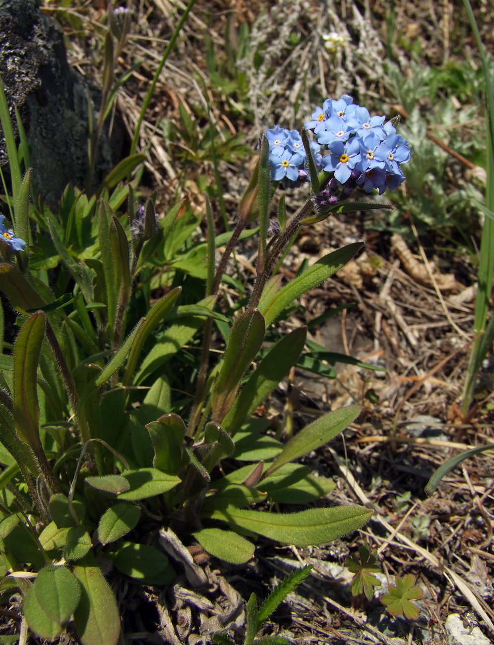 Image of Myosotis asiatica specimen.