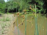 Schoenoplectus tabernaemontani