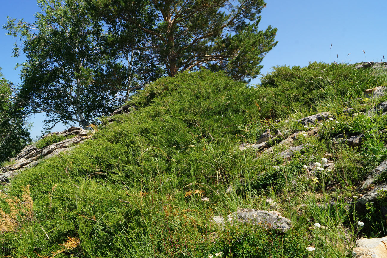 Image of Juniperus sabina specimen.