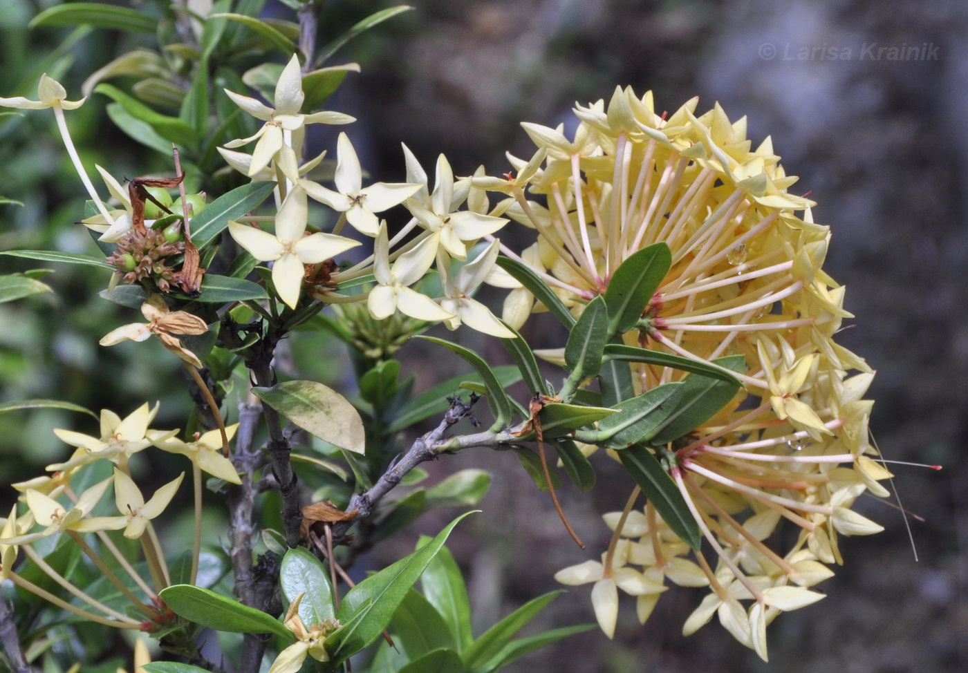 Image of Ixora coccinea specimen.