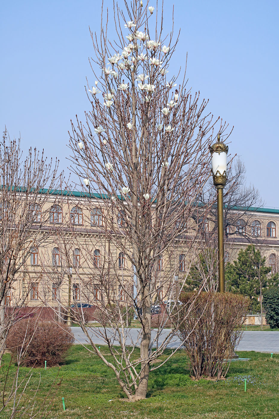 Image of Magnolia kobus specimen.