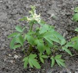 Corydalis marschalliana