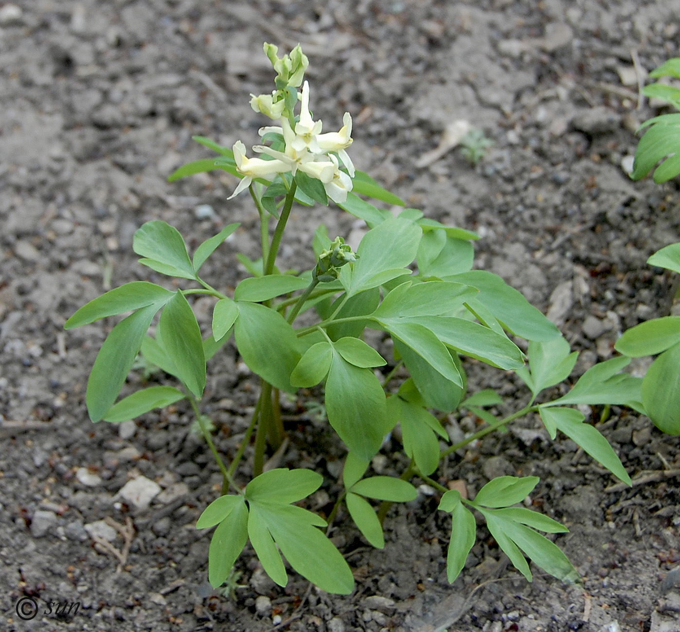 Image of Corydalis marschalliana specimen.