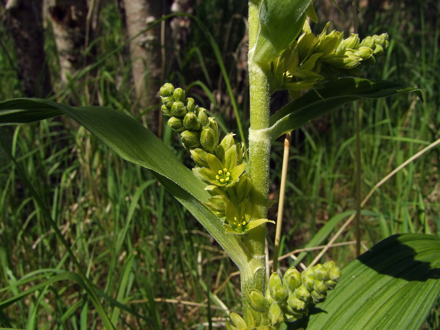 Изображение особи Veratrum oxysepalum.