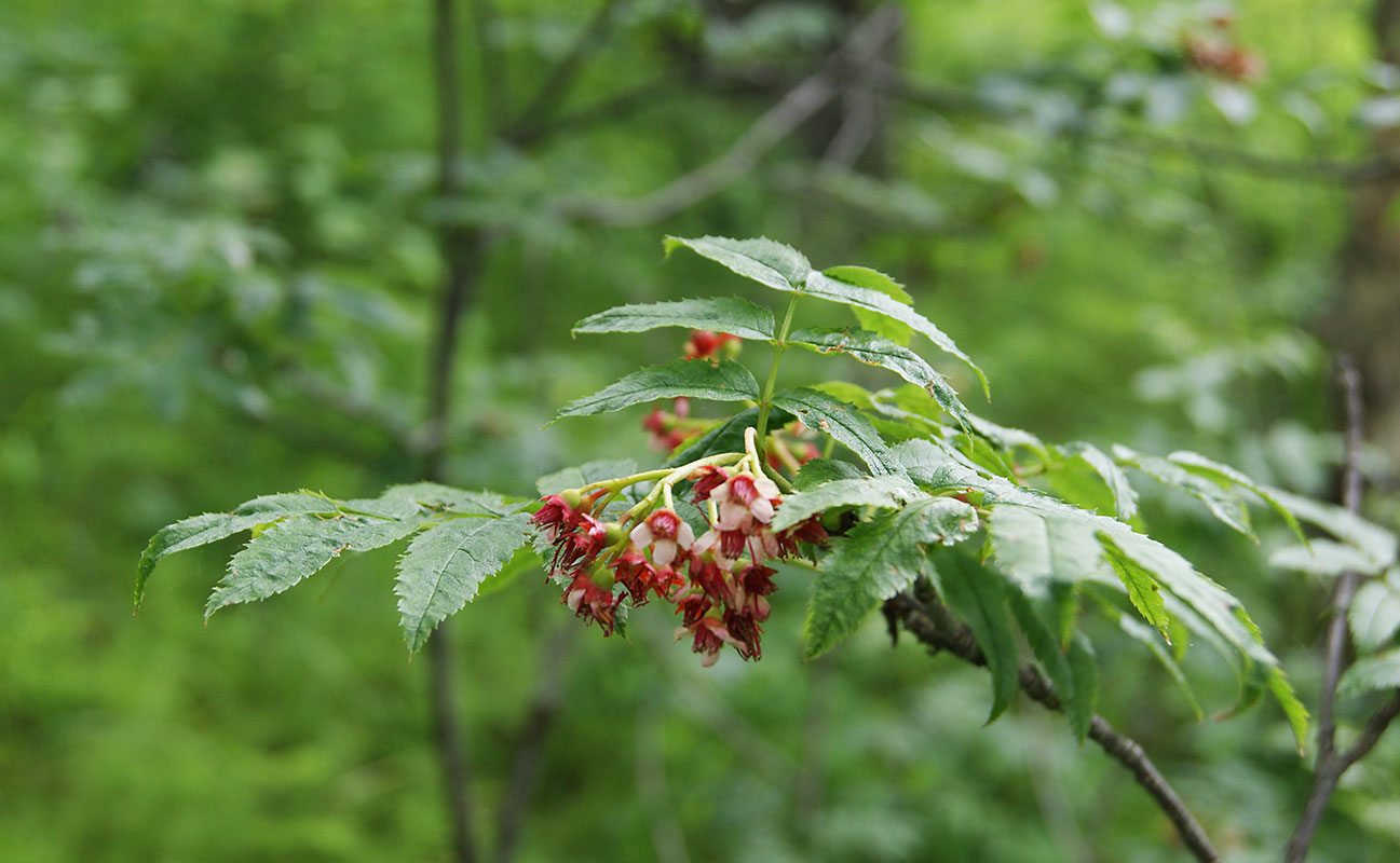 Изображение особи Sorbus sambucifolia.