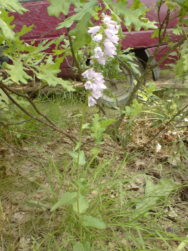 Image of genus Campanula specimen.