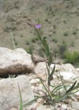 Polygala sosnowskyi