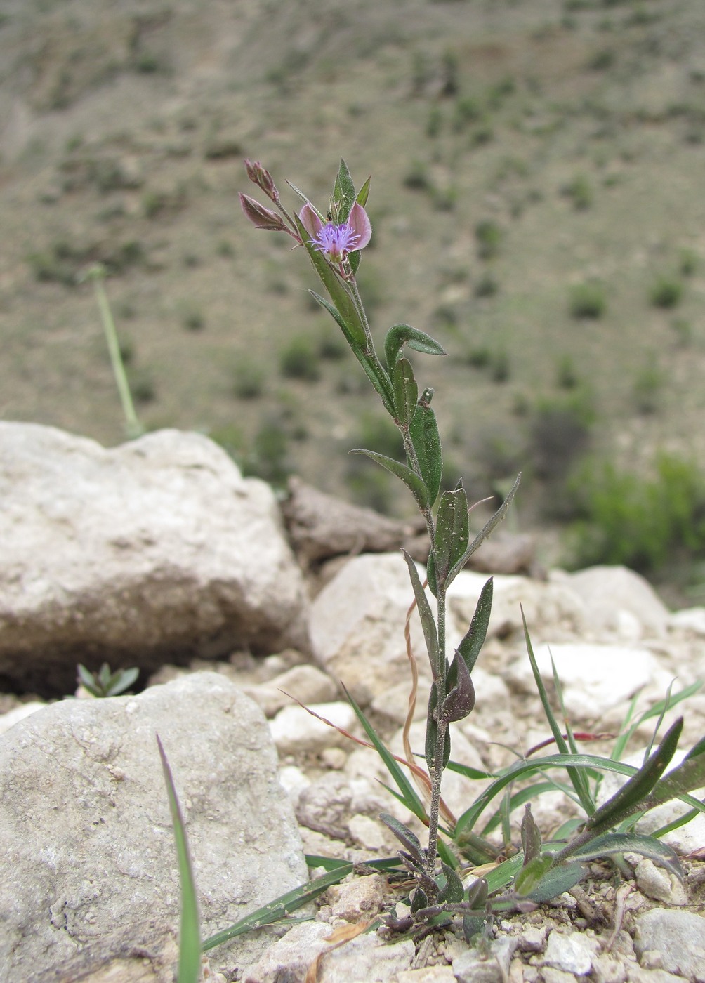 Image of Polygala sosnowskyi specimen.