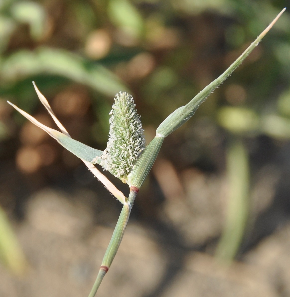 Image of Crypsis schoenoides specimen.