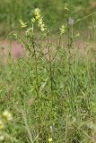 Rhinanthus aestivalis