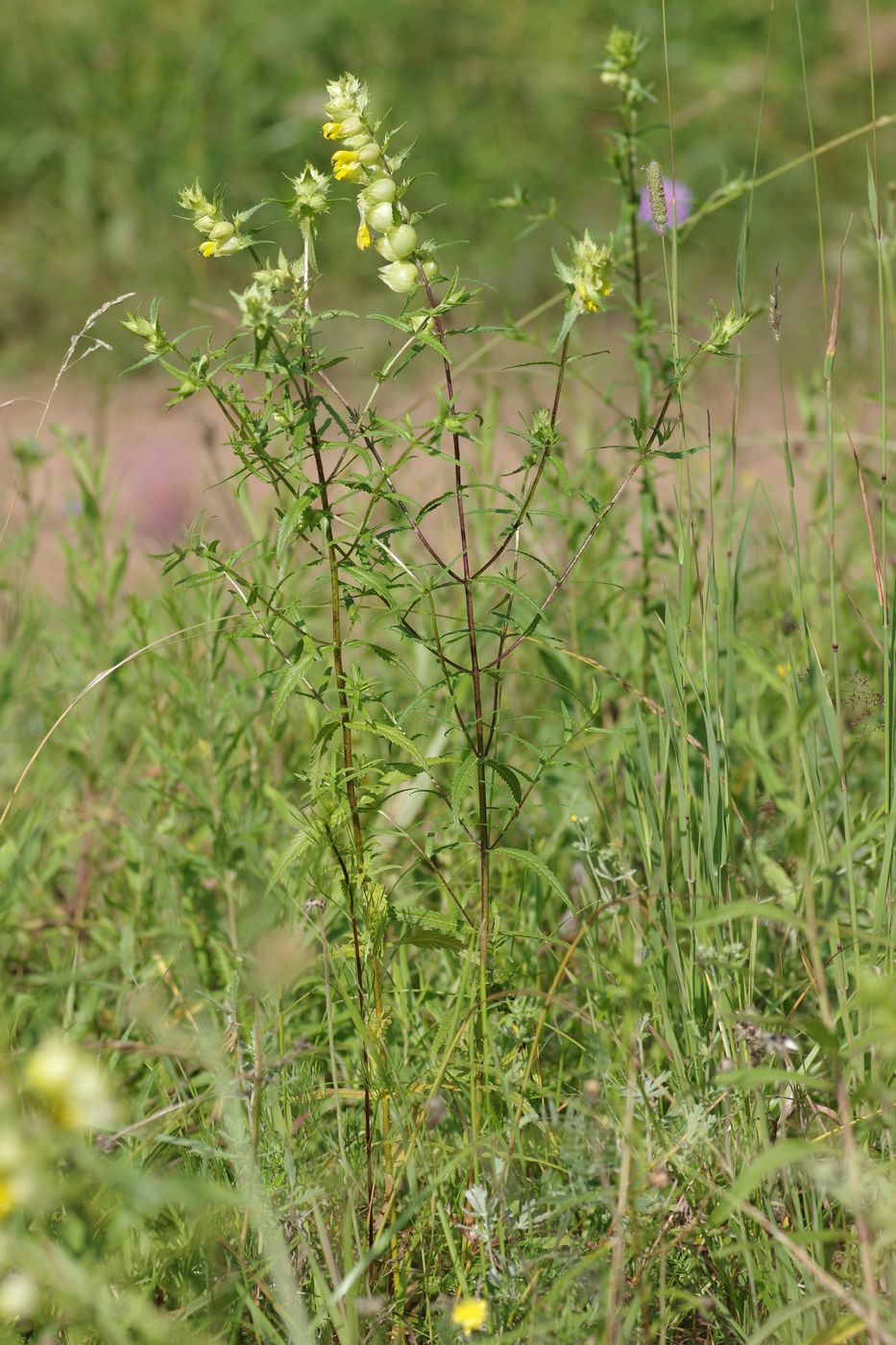 Image of Rhinanthus aestivalis specimen.