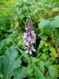 Stachys palustris. Соцветие. Московская обл., окр. г. Электрогорск, дачный участок, сорное. 04.08.2019.