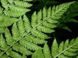 Dryopteris assimilis