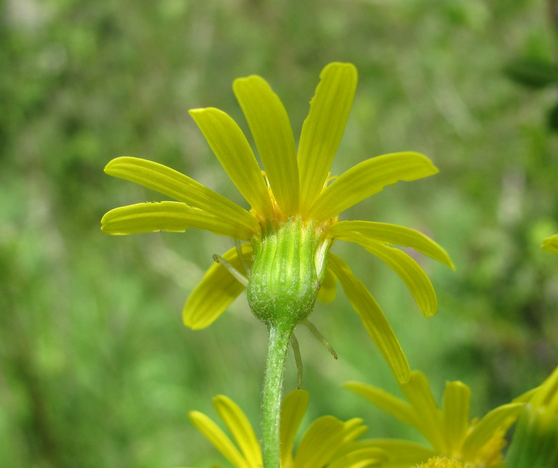 Изображение особи Tephroseris subfloccosa.