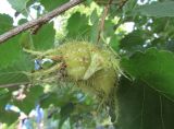 Corylus colurna. Соплодие. Московская обл., Щёлковский р-н, в культуре. 10.09.2019.