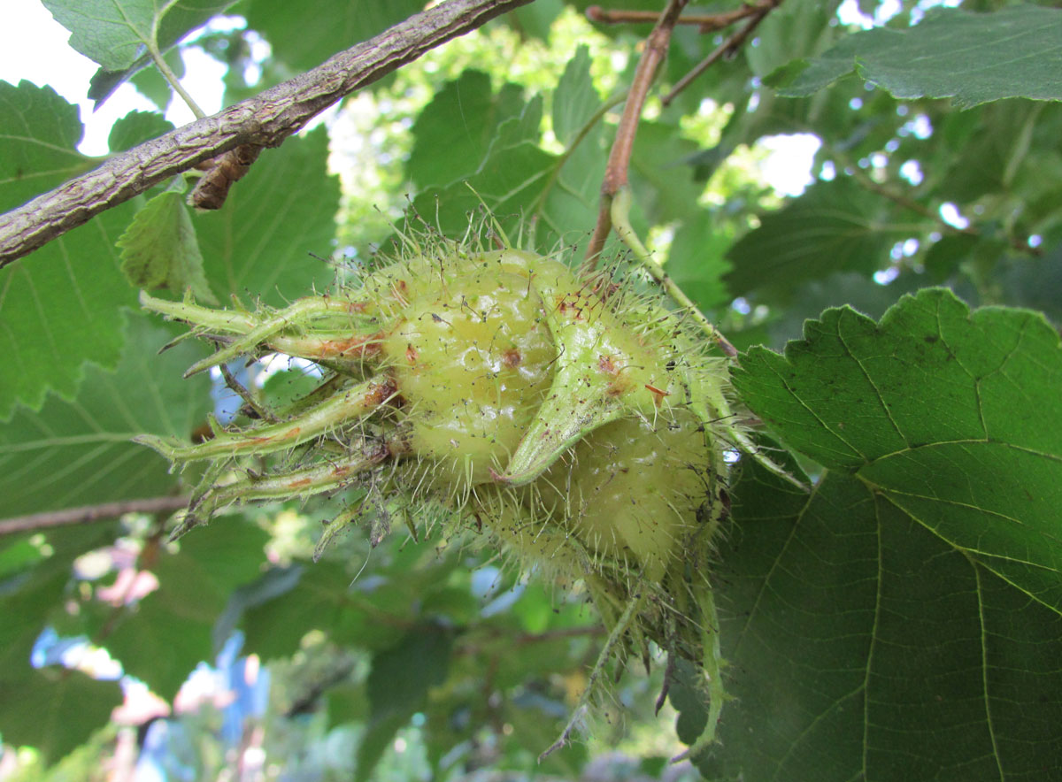 Изображение особи Corylus colurna.